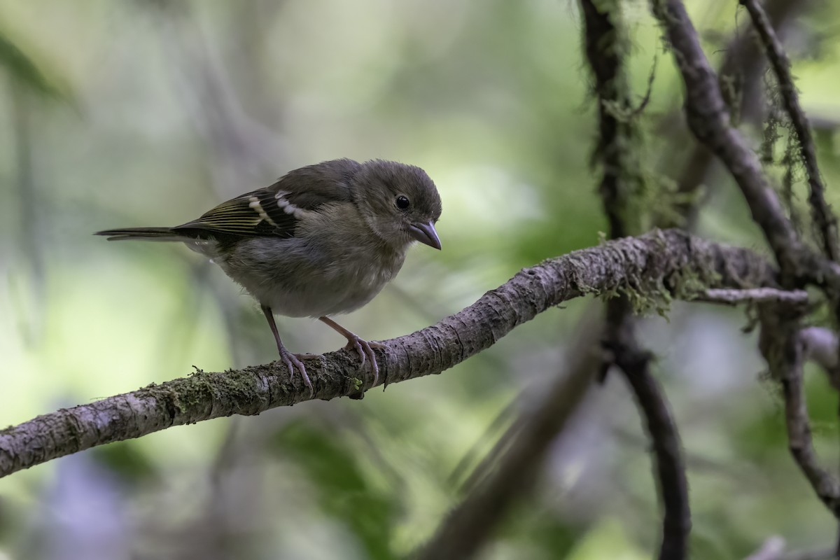 Pinson des Canaries (canariensis/ombriosa) - ML616541324