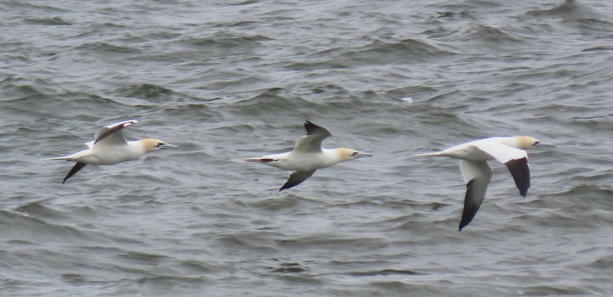 Northern Gannet - ML616541362