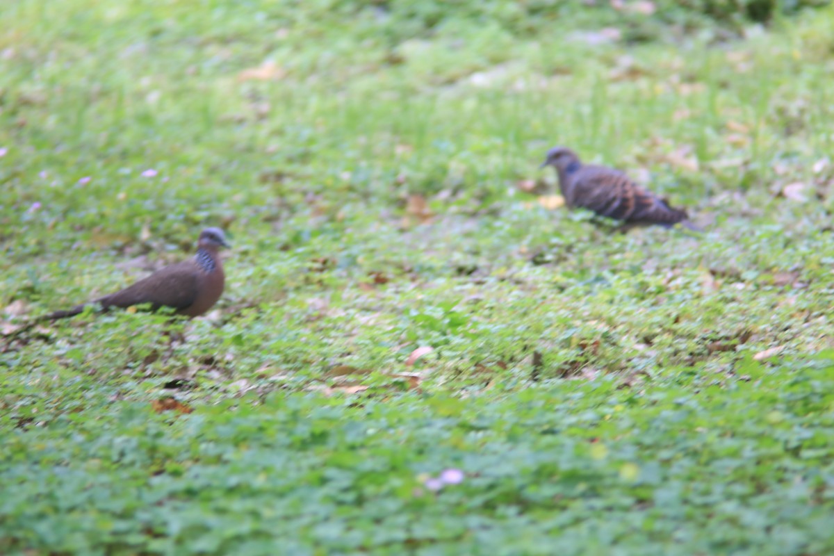 Spotted Dove - ML616541416