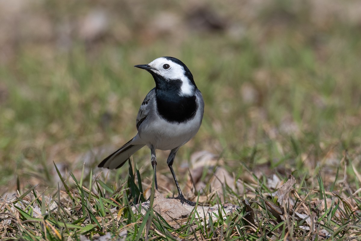 White Wagtail - Dmytro P