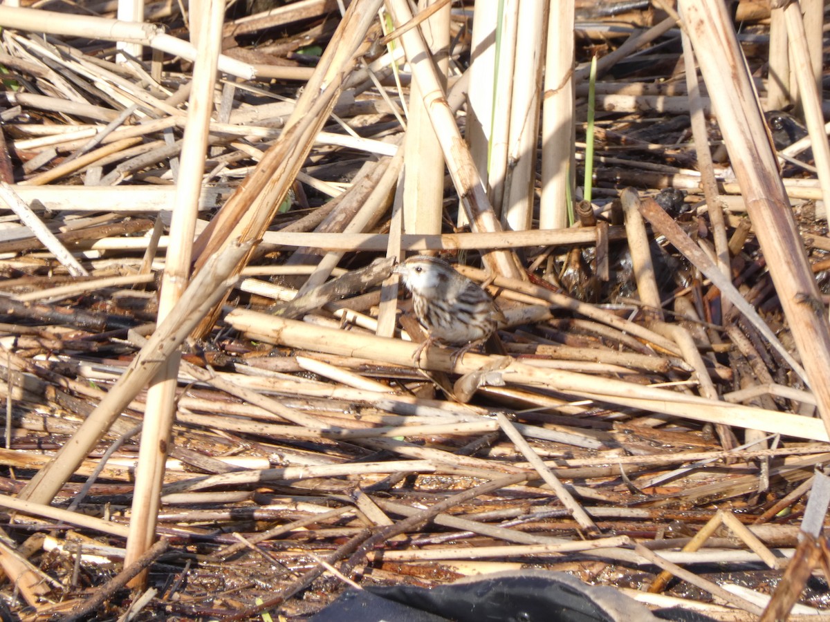Passerellidae sp. (sparrow sp.) - ML616541478