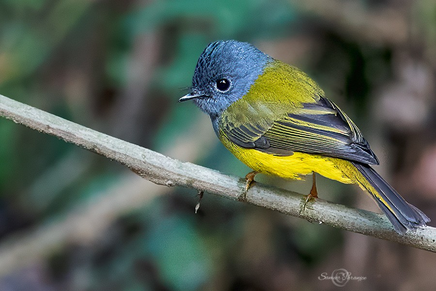 Gray-headed Canary-Flycatcher - ML616541487