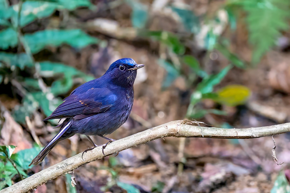 White-tailed Robin (White-tailed) - ML616541498