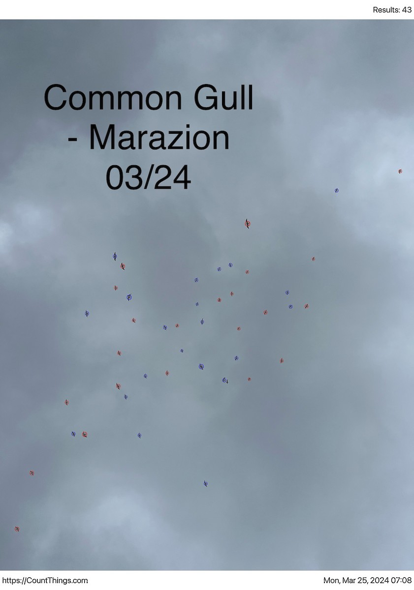 Common Gull - ML616541499