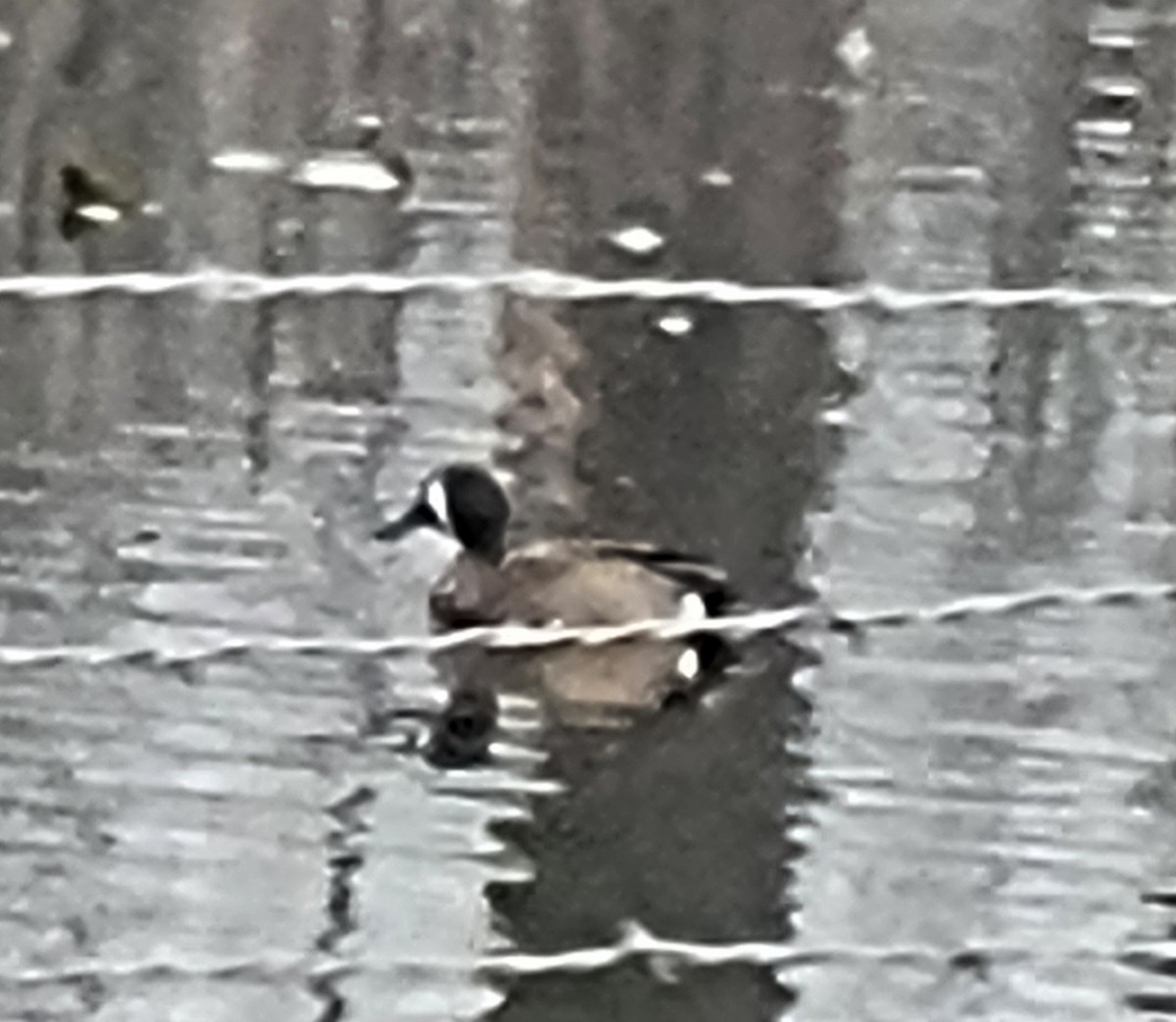 Blue-winged Teal - Jon Hills