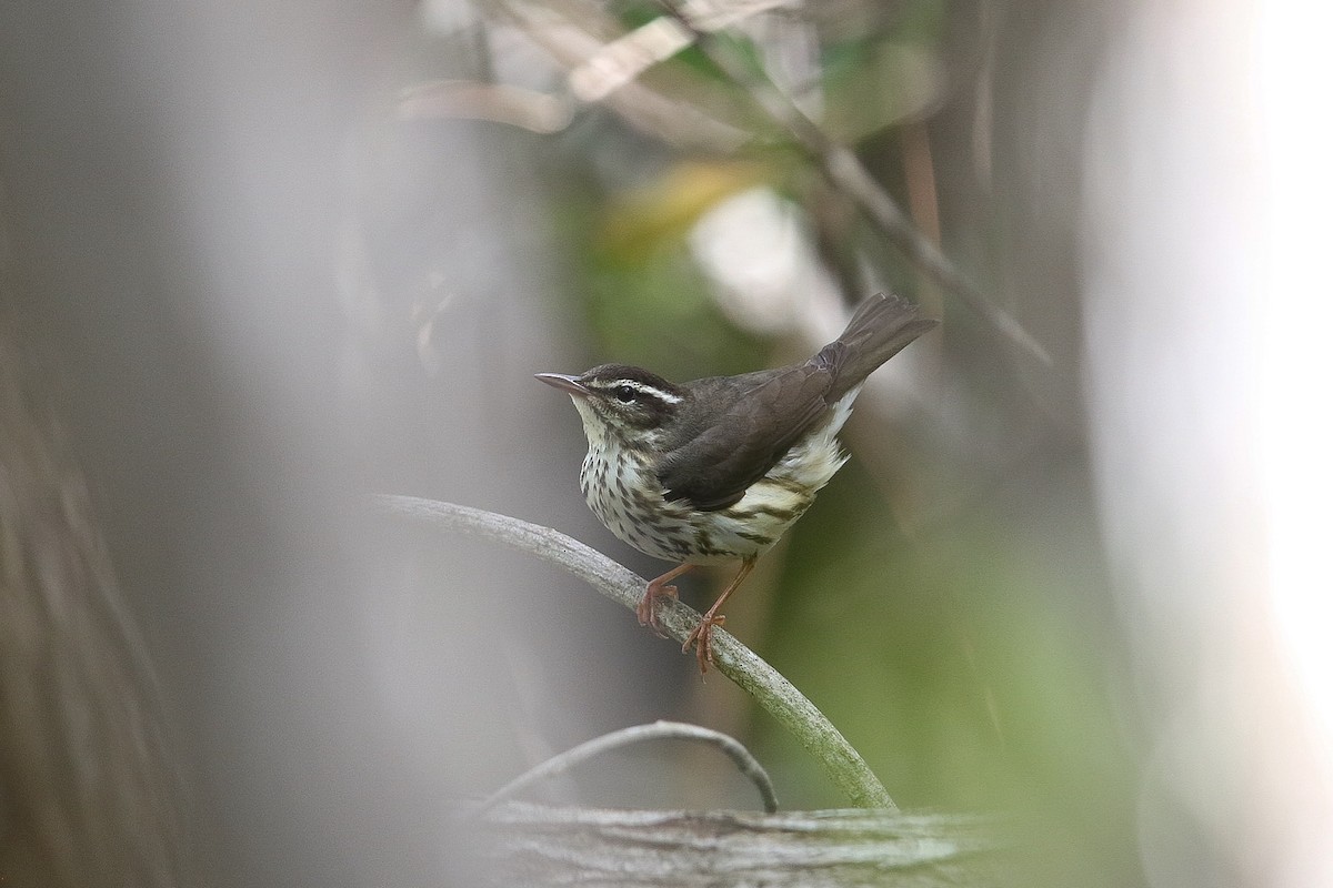 Northern Waterthrush - ML616541575