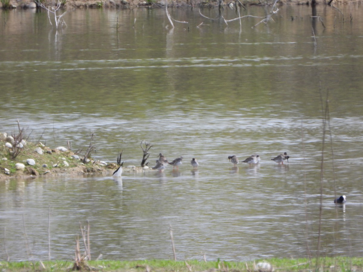 Common Redshank - ML616541626