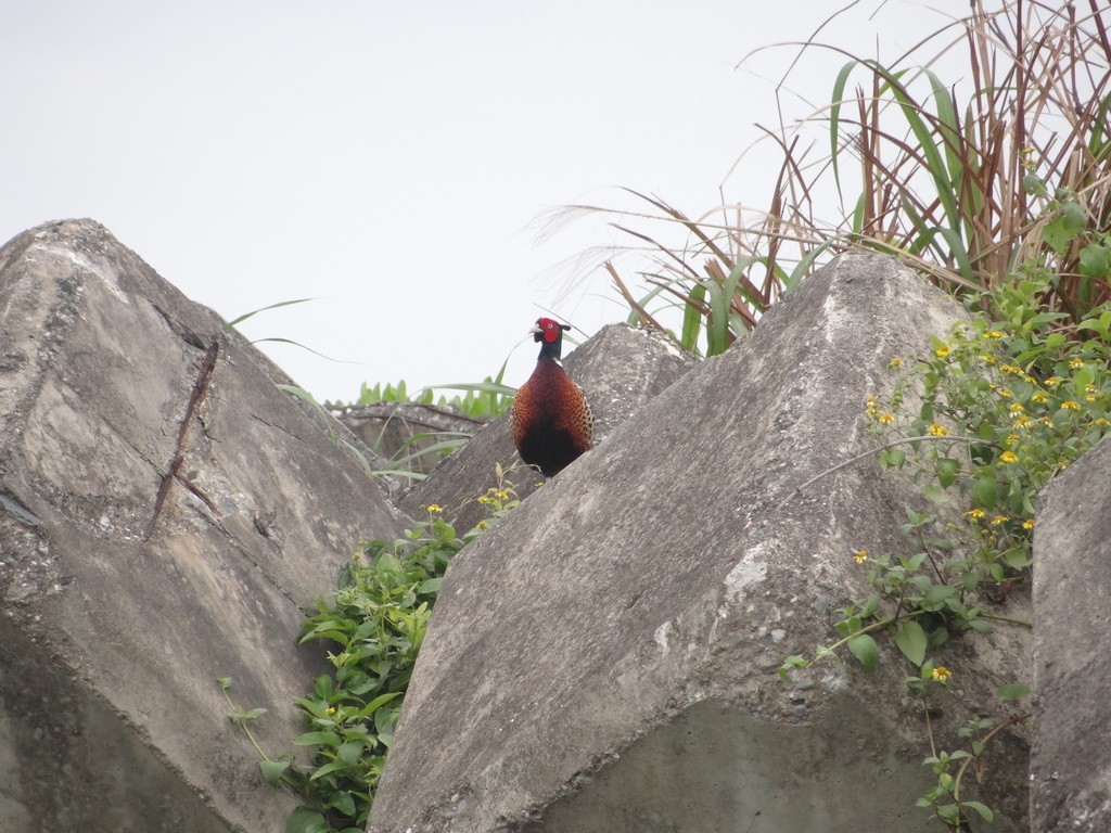 Ring-necked Pheasant - 一起 呂