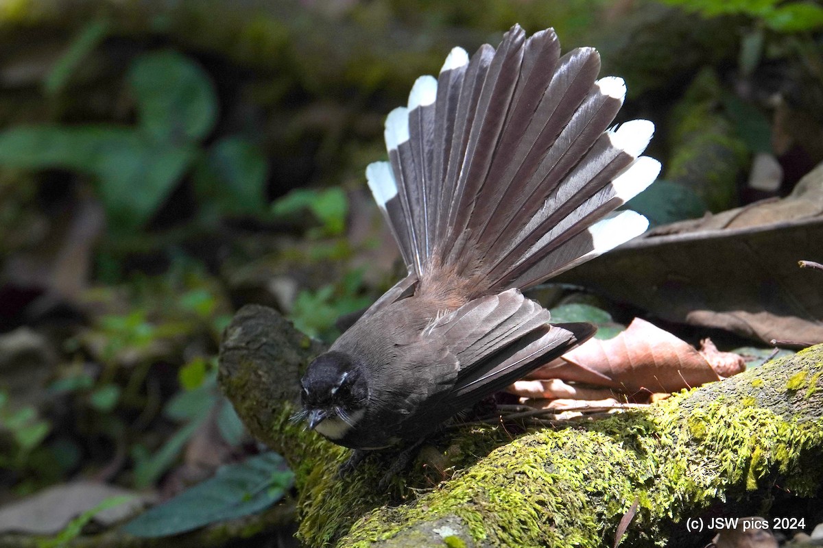 Malaysian Pied-Fantail - ML616541633