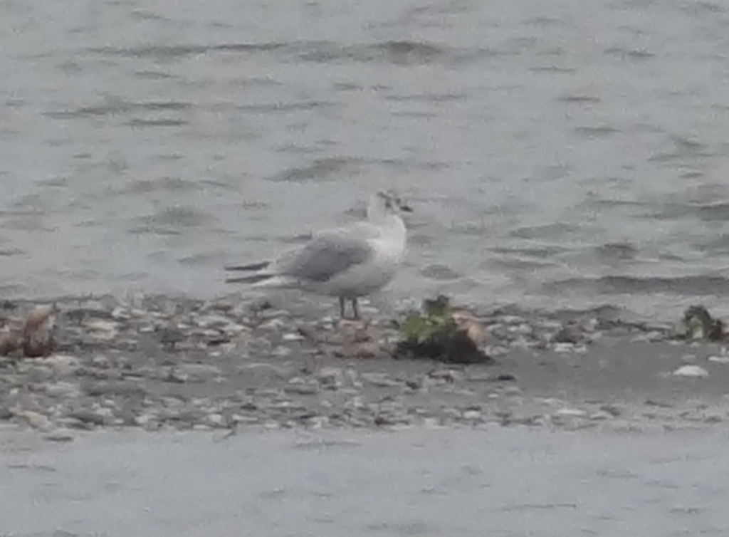 Black-headed Gull - ML616541645