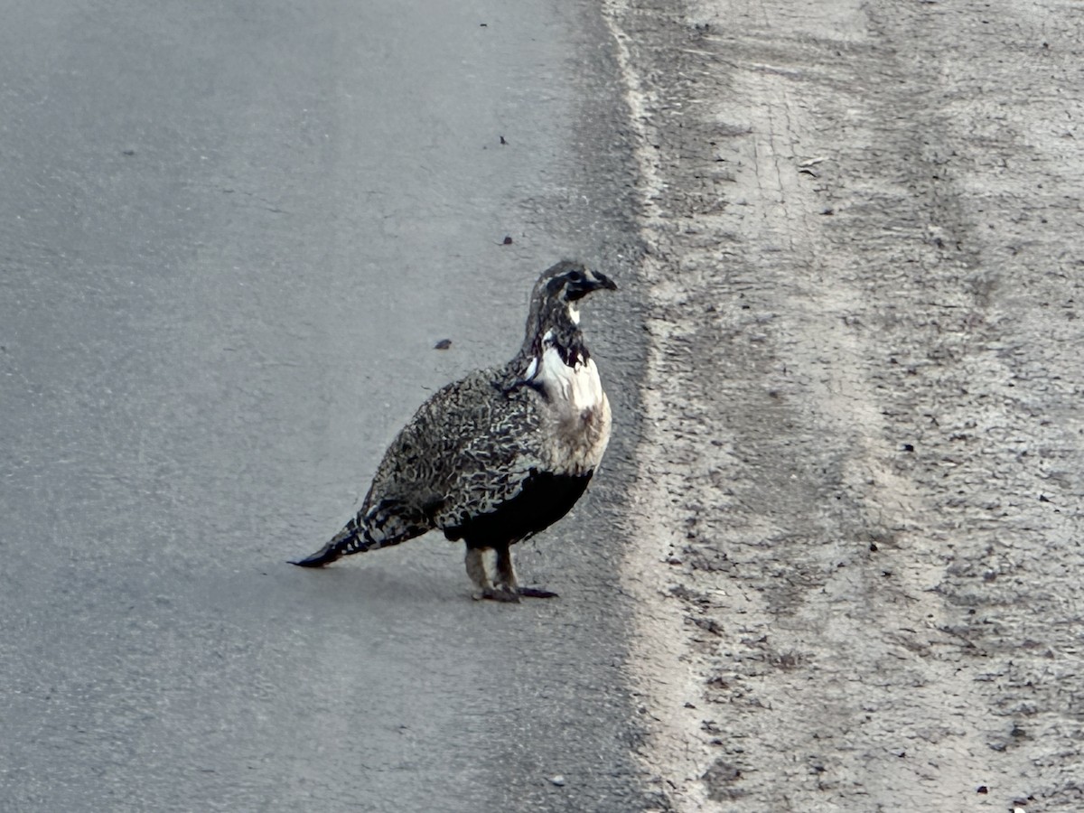Greater Sage-Grouse - ML616541667