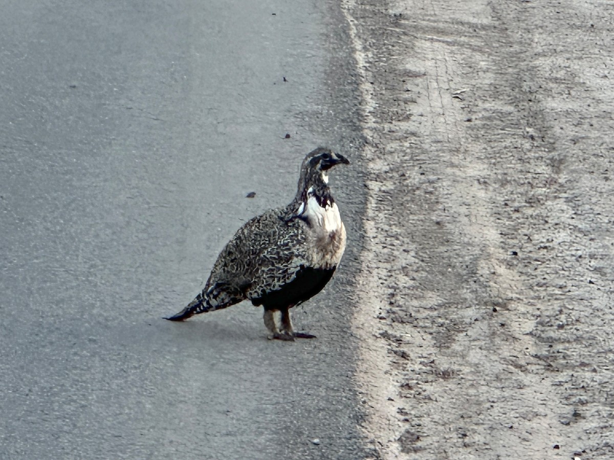 Greater Sage-Grouse - ML616541715