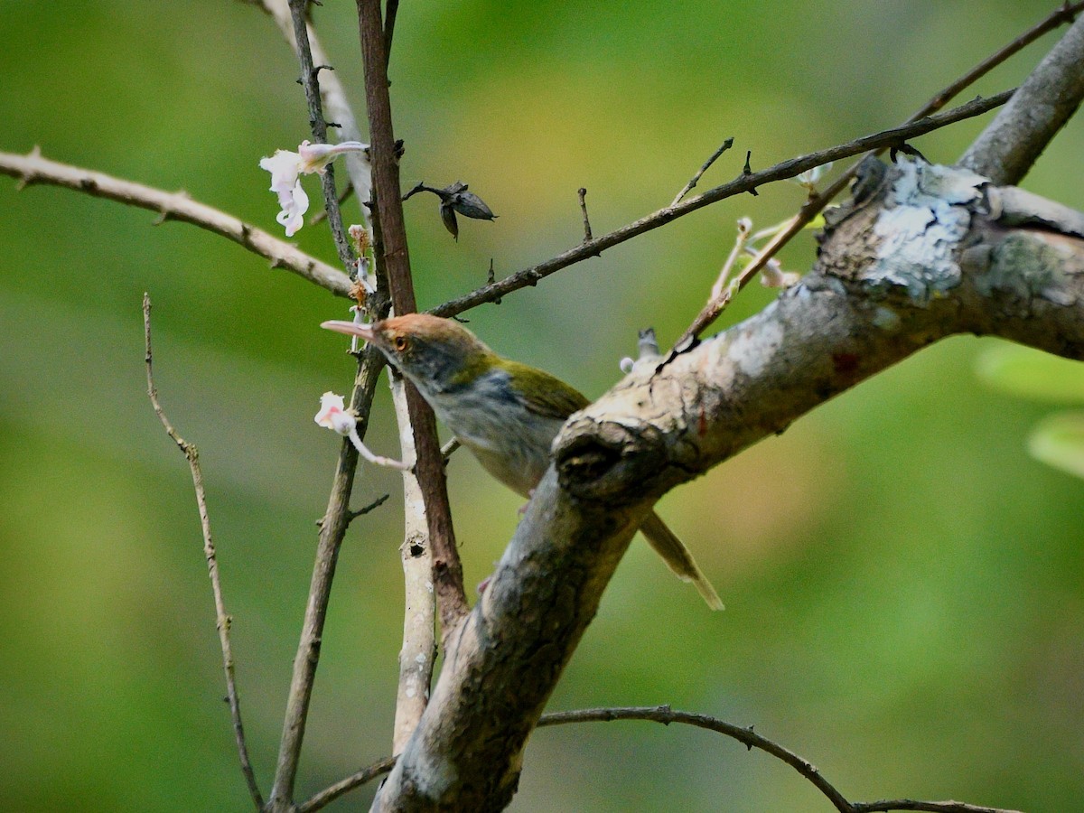 Common Tailorbird - Joost Foppes