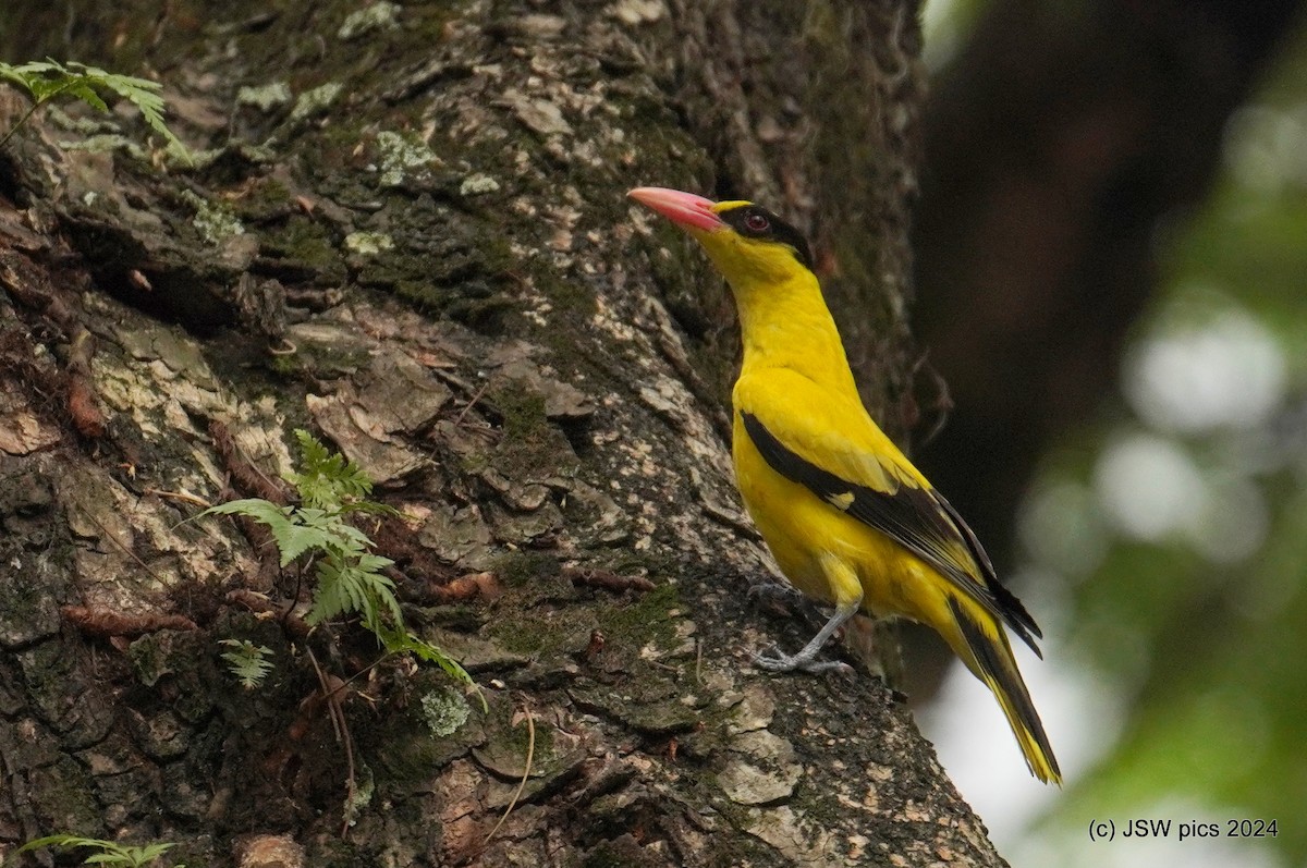 Black-naped Oriole - ML616541732