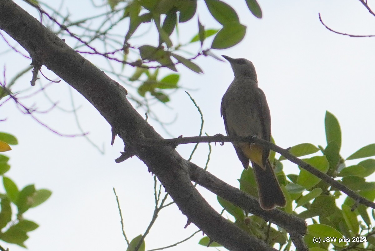 Yellow-vented Bulbul - Jaswinder Waraich