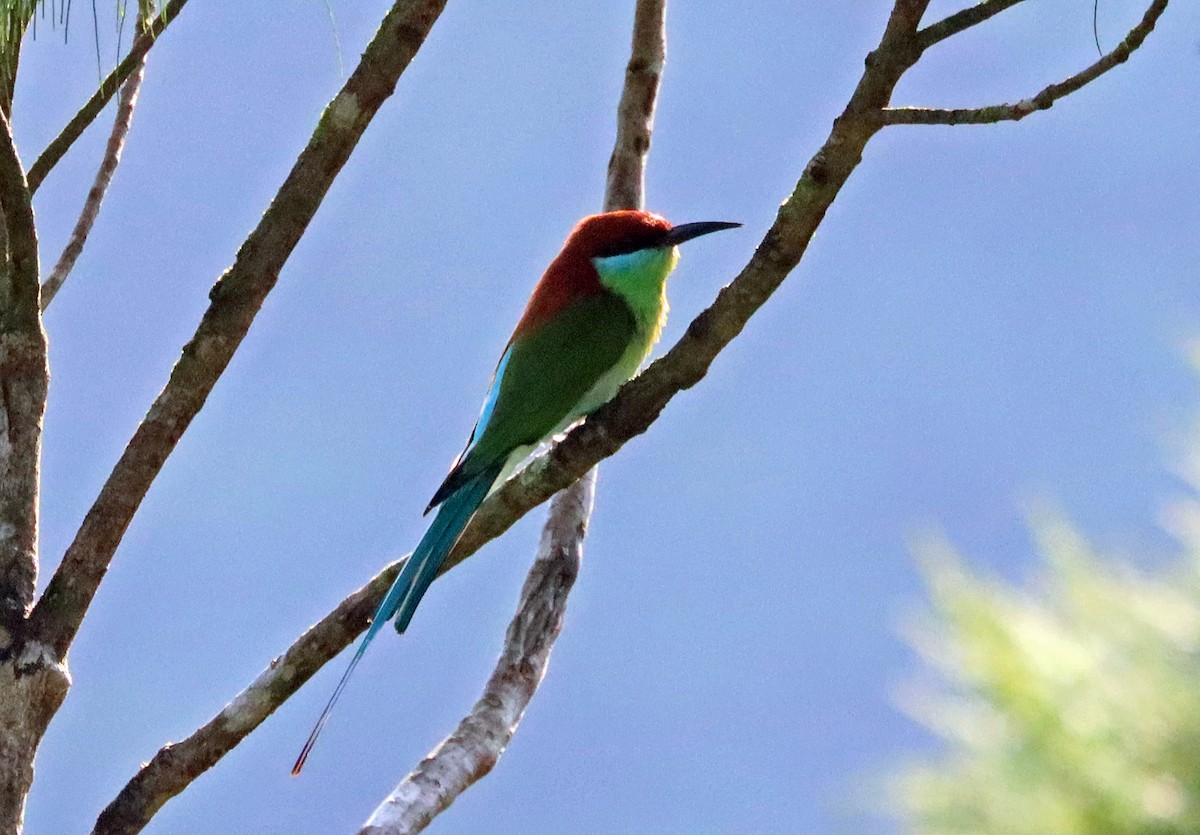 Rufous-crowned Bee-eater - ML616541736