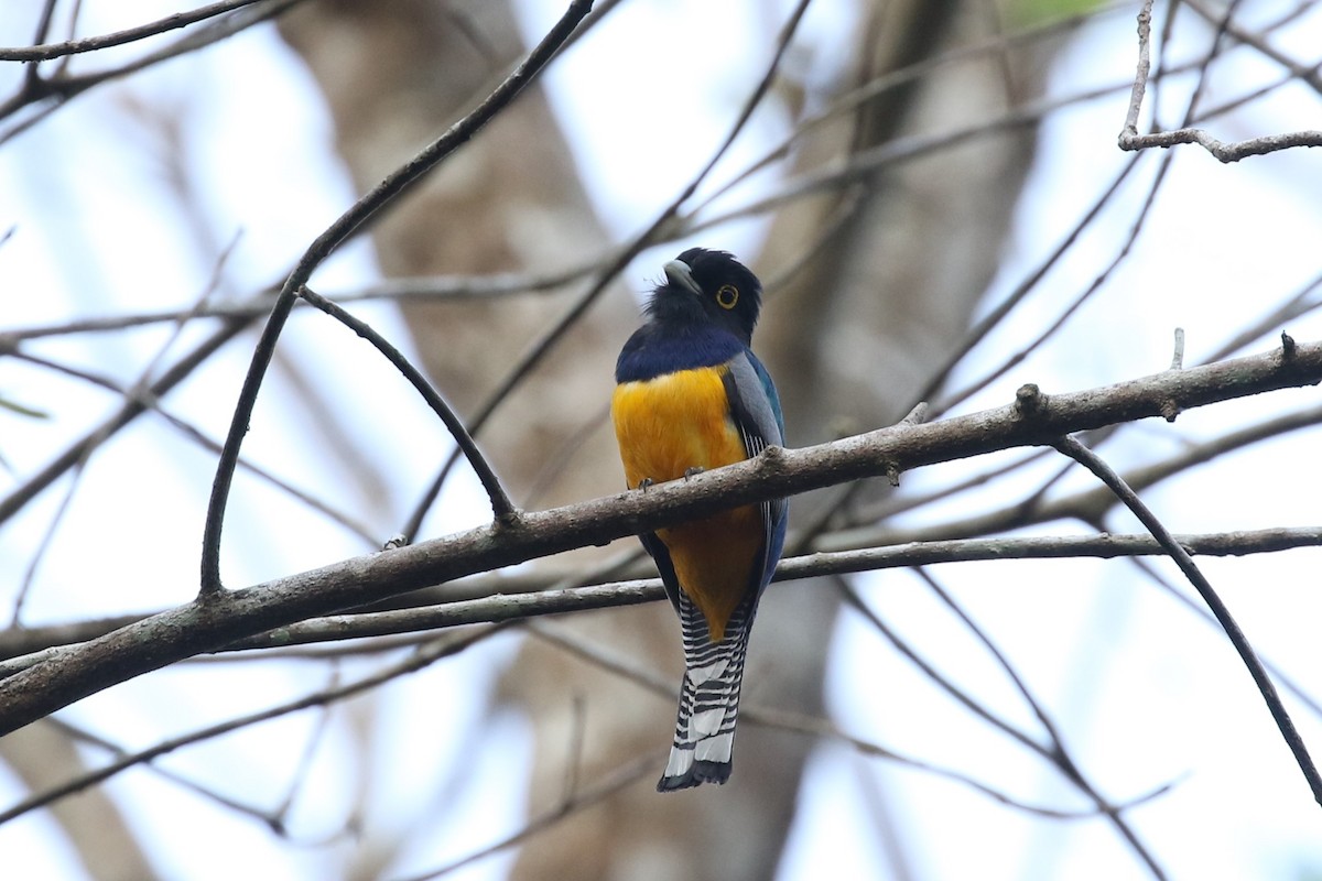 Gartered Trogon - ML616541738