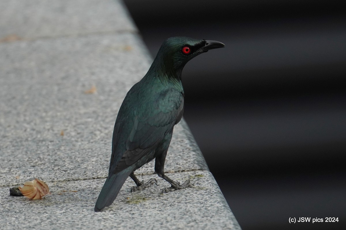 Asian Glossy Starling - Jaswinder Waraich