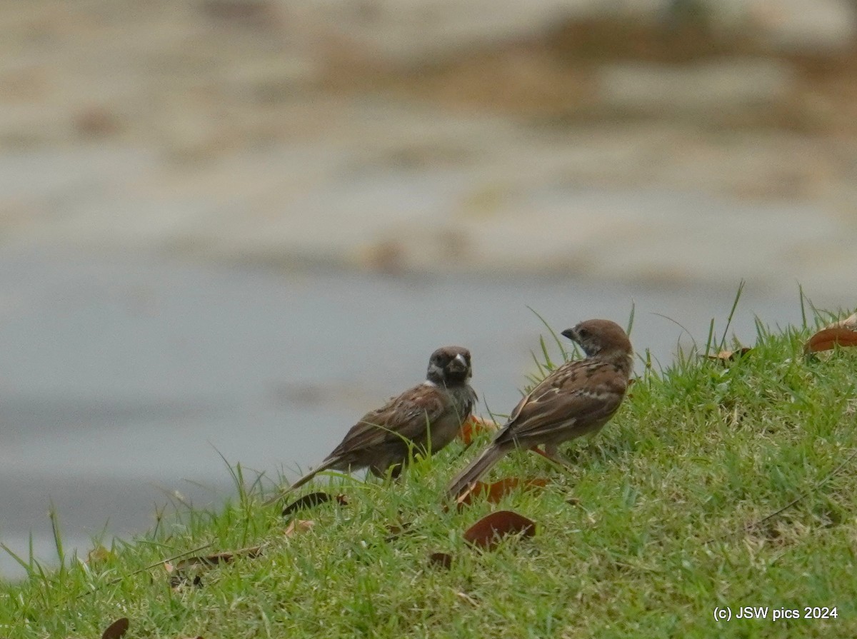 Eurasian Tree Sparrow - ML616541742