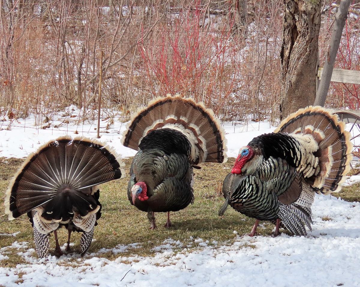 Wild Turkey - ML616541755