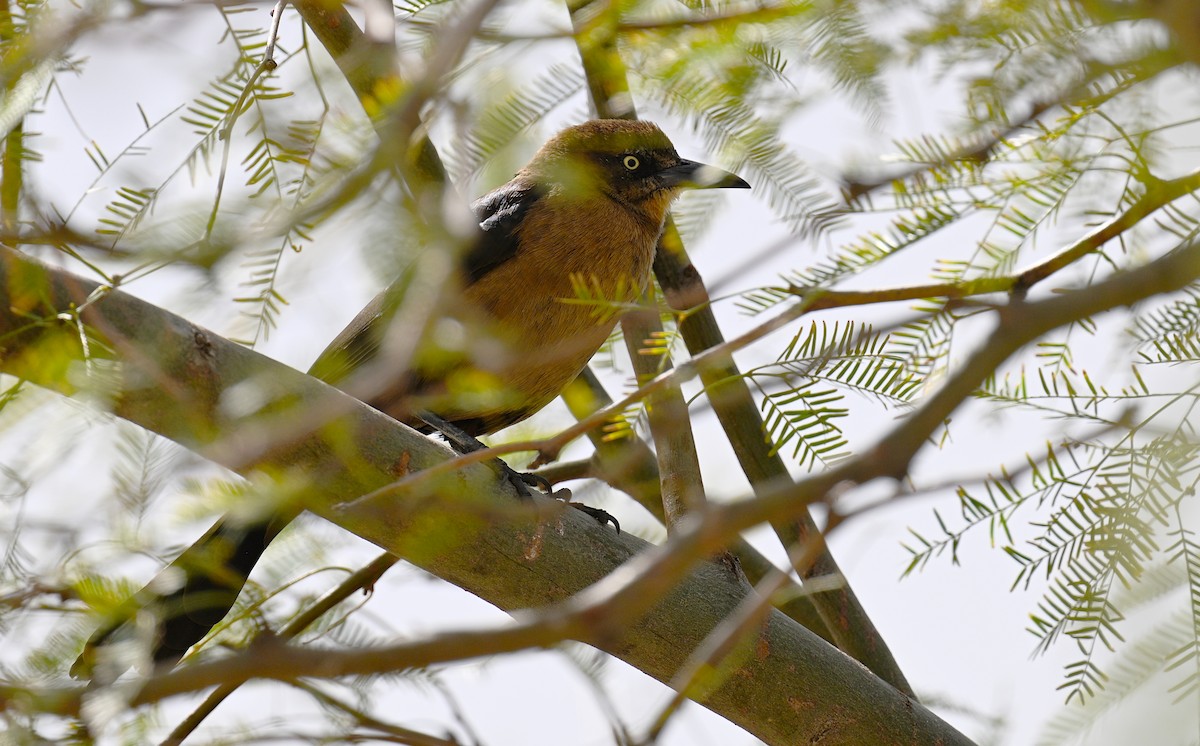 Great-tailed Grackle - Matthew Murphy