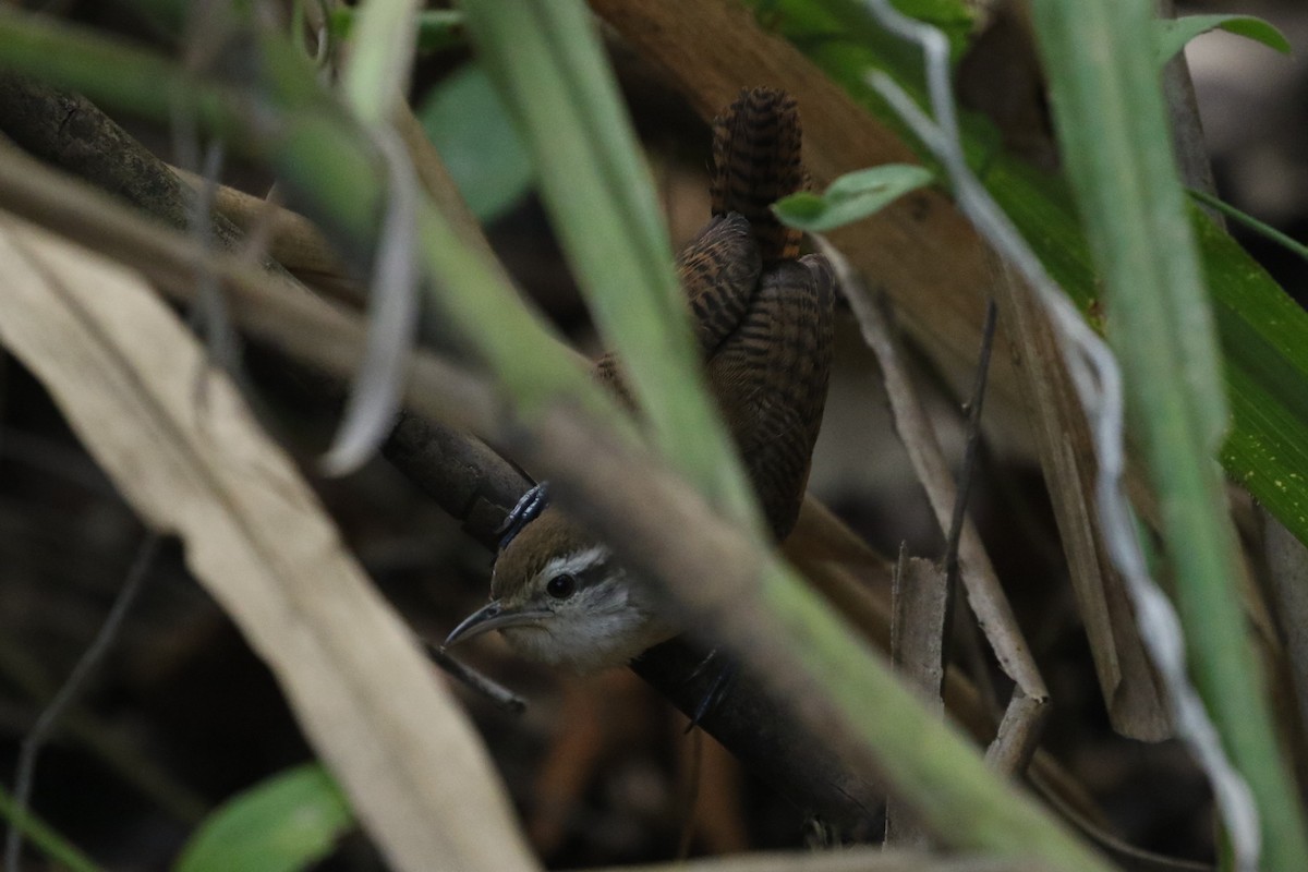 Buff-breasted Wren - ML616541759