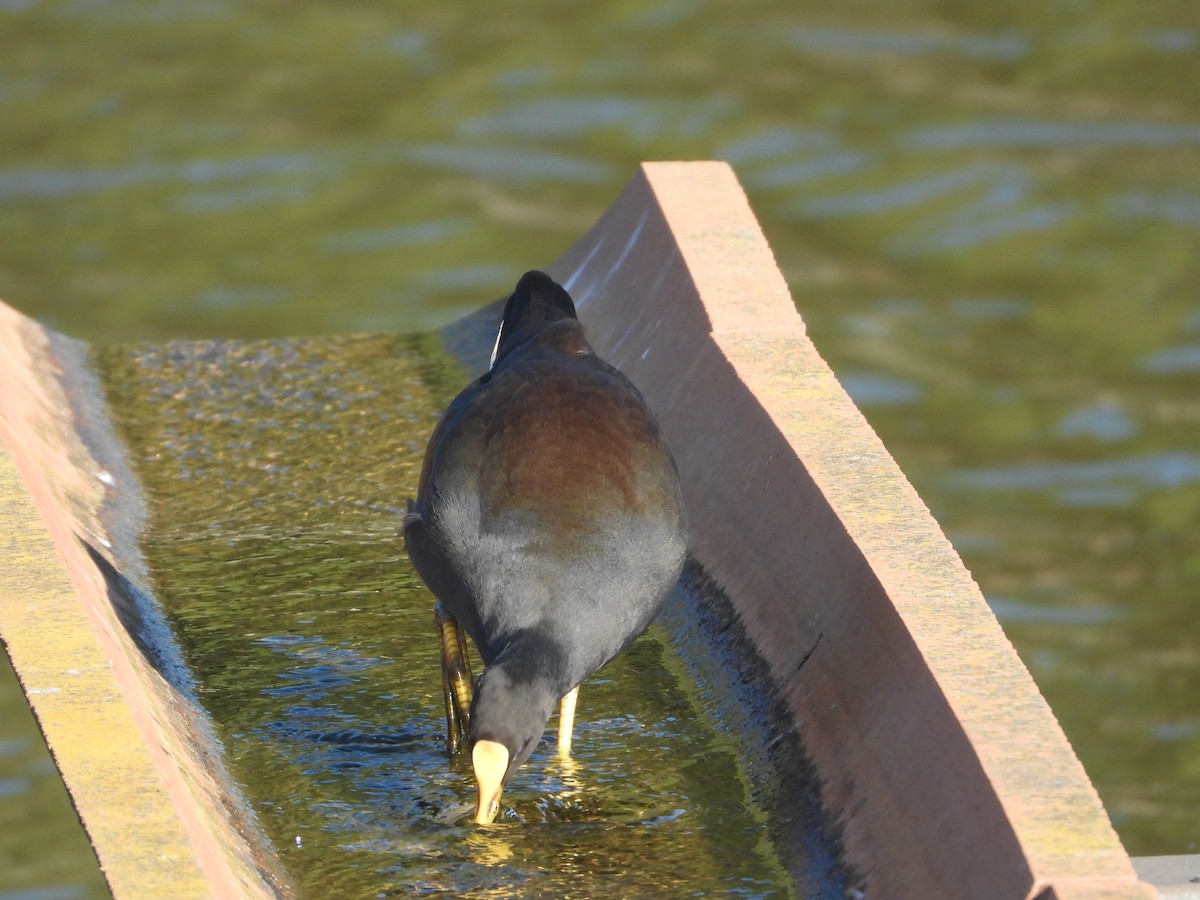 Dusky Moorhen - ML616541760