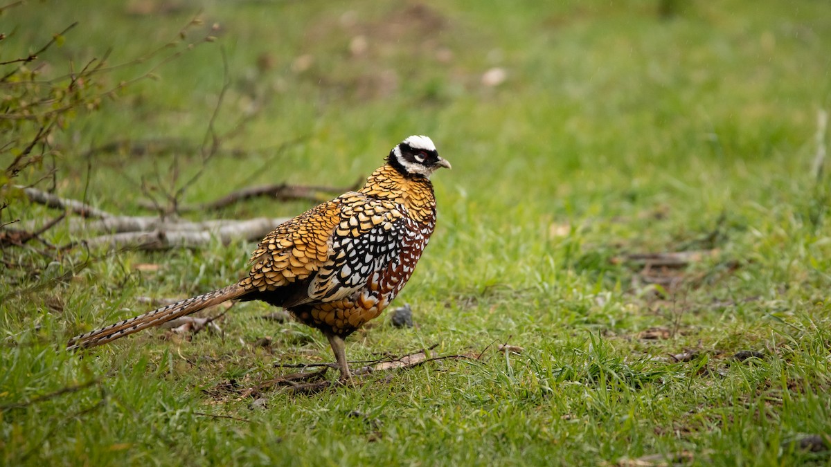 Reeves's Pheasant - ML616541774