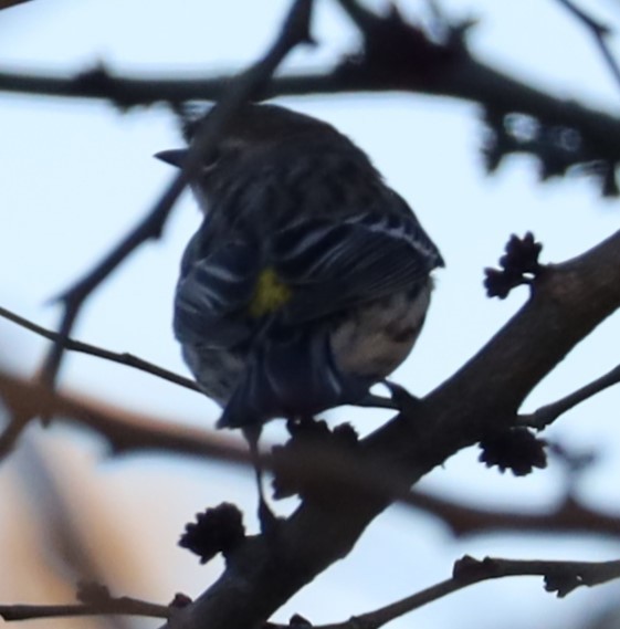 Yellow-rumped Warbler - ML616541782