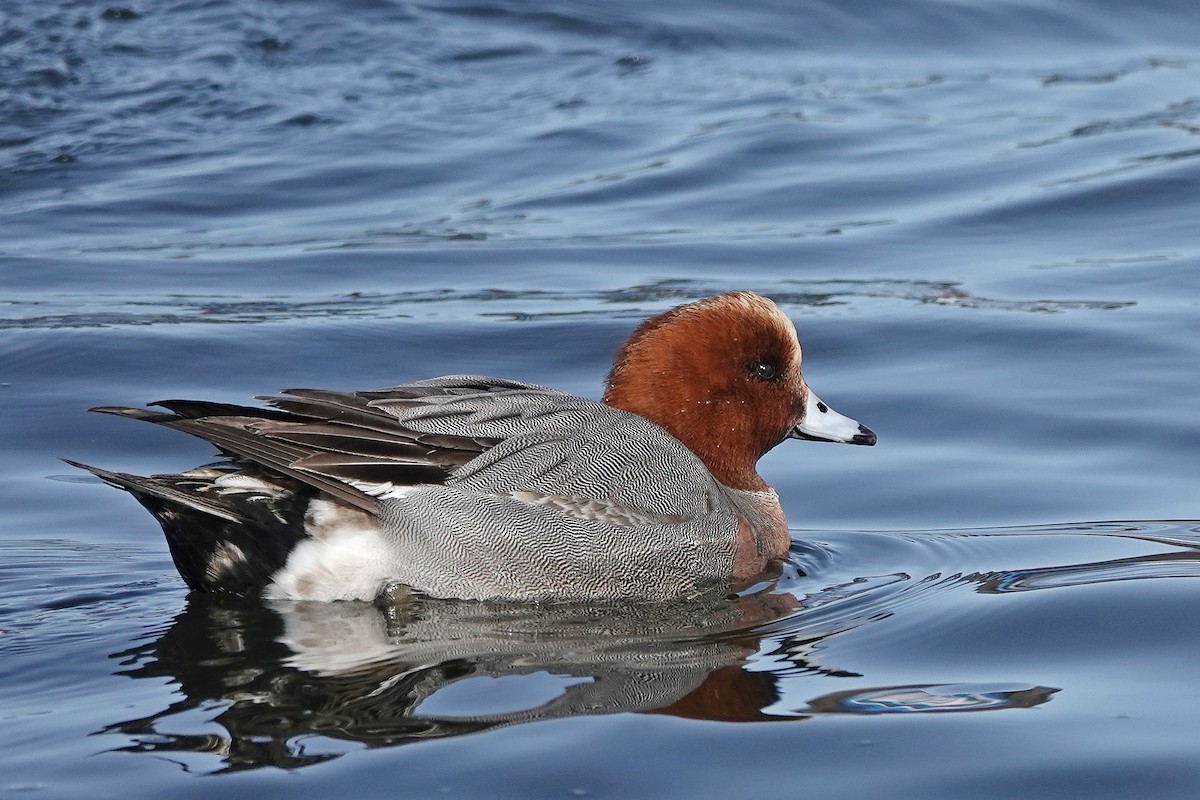 Eurasian Wigeon - ML616541812