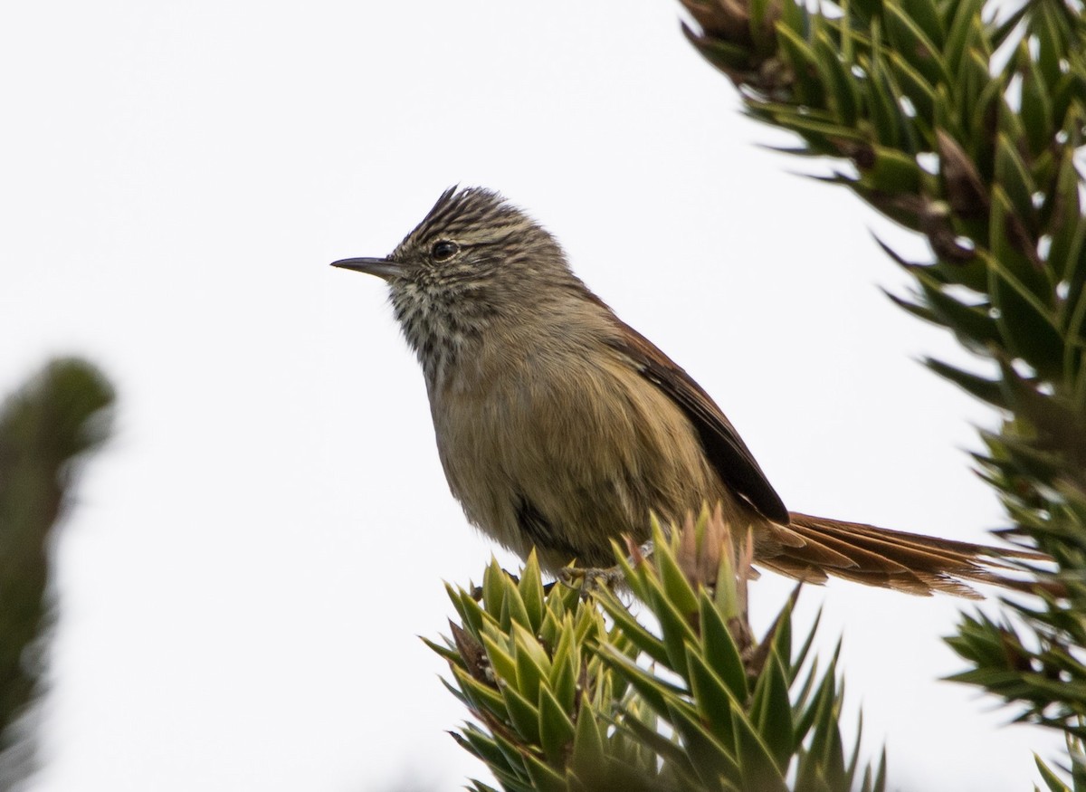 Araucaria Tit-Spinetail - Luiz Anjos