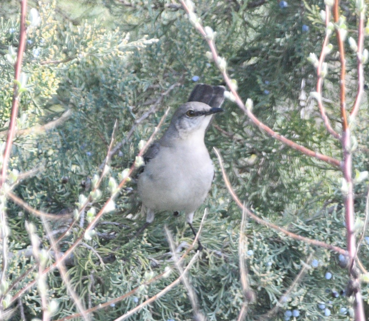 Northern Mockingbird - ML616541835