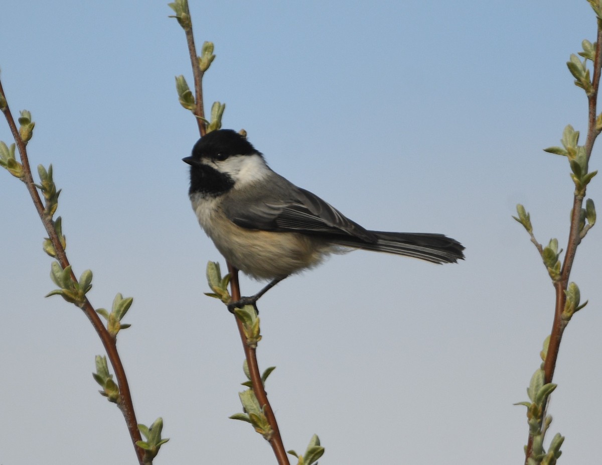 Black-capped Chickadee - ML616541838