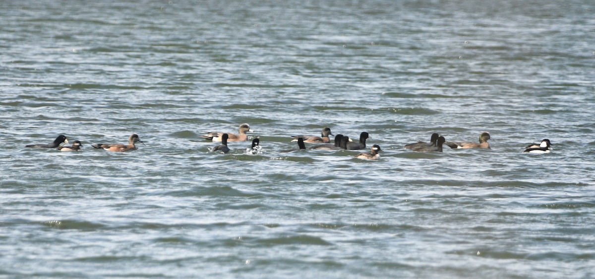 Bufflehead - ML616541867