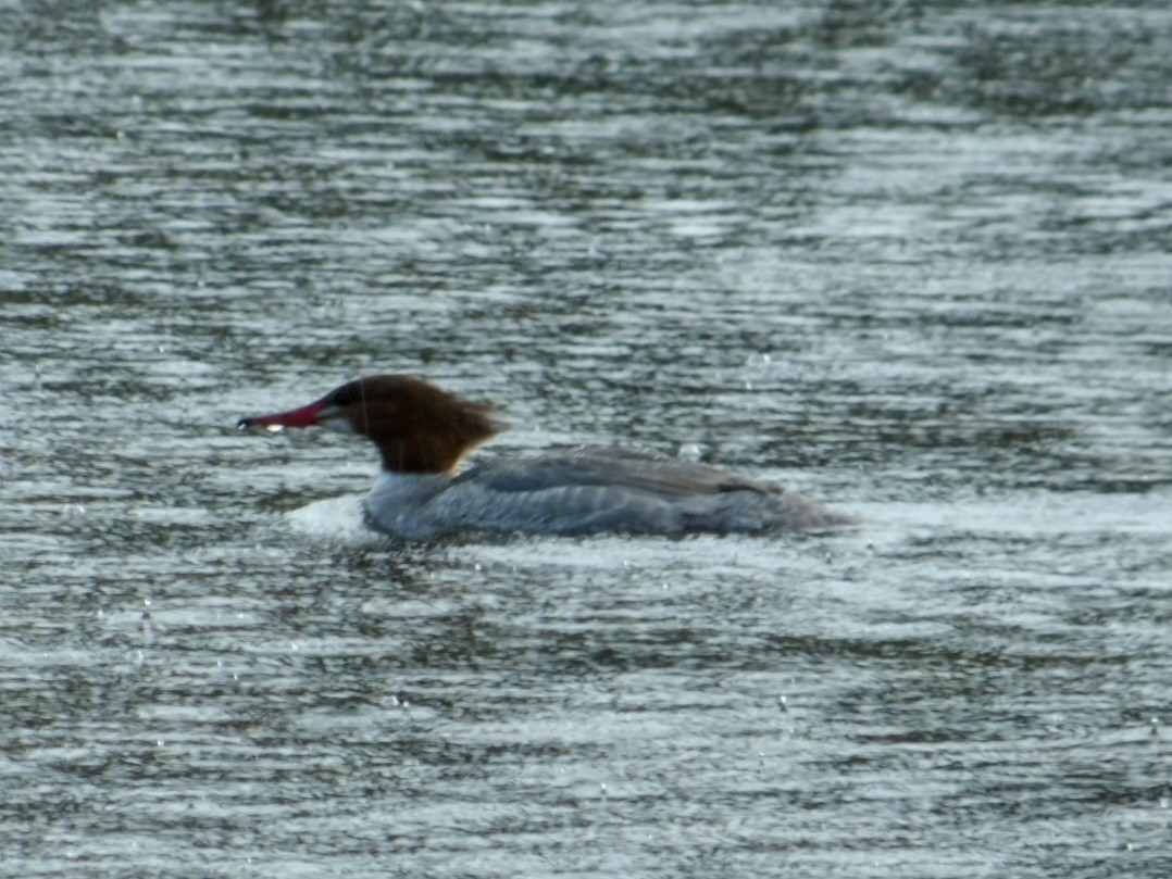 Common Merganser - ML616541876