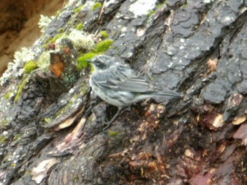 Yellow-rumped Warbler (Myrtle) - ML616541921