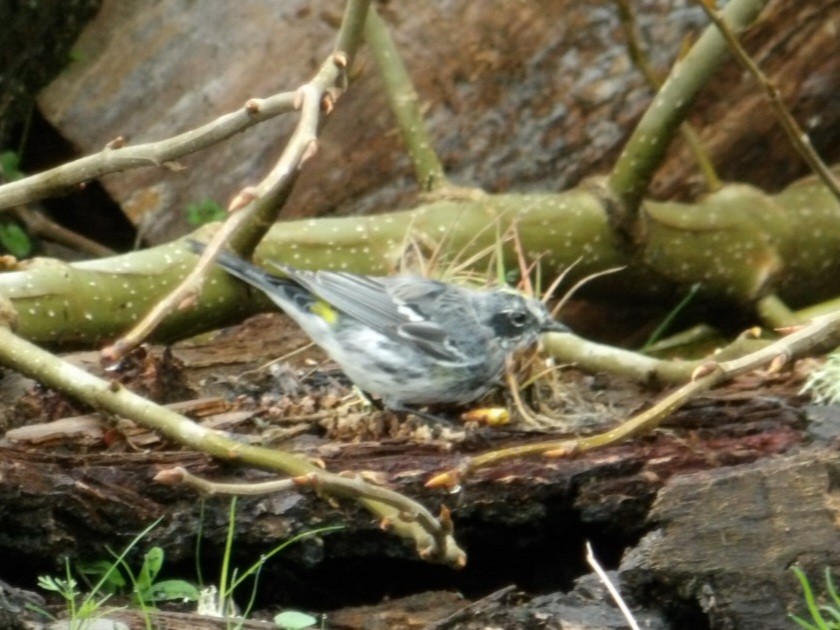 Yellow-rumped Warbler (Myrtle) - ML616541924