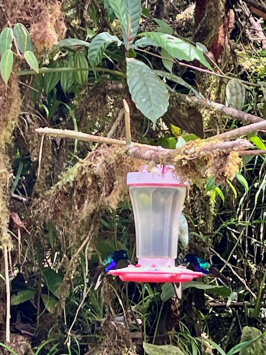 kolibřík hyacintový - ML616541945