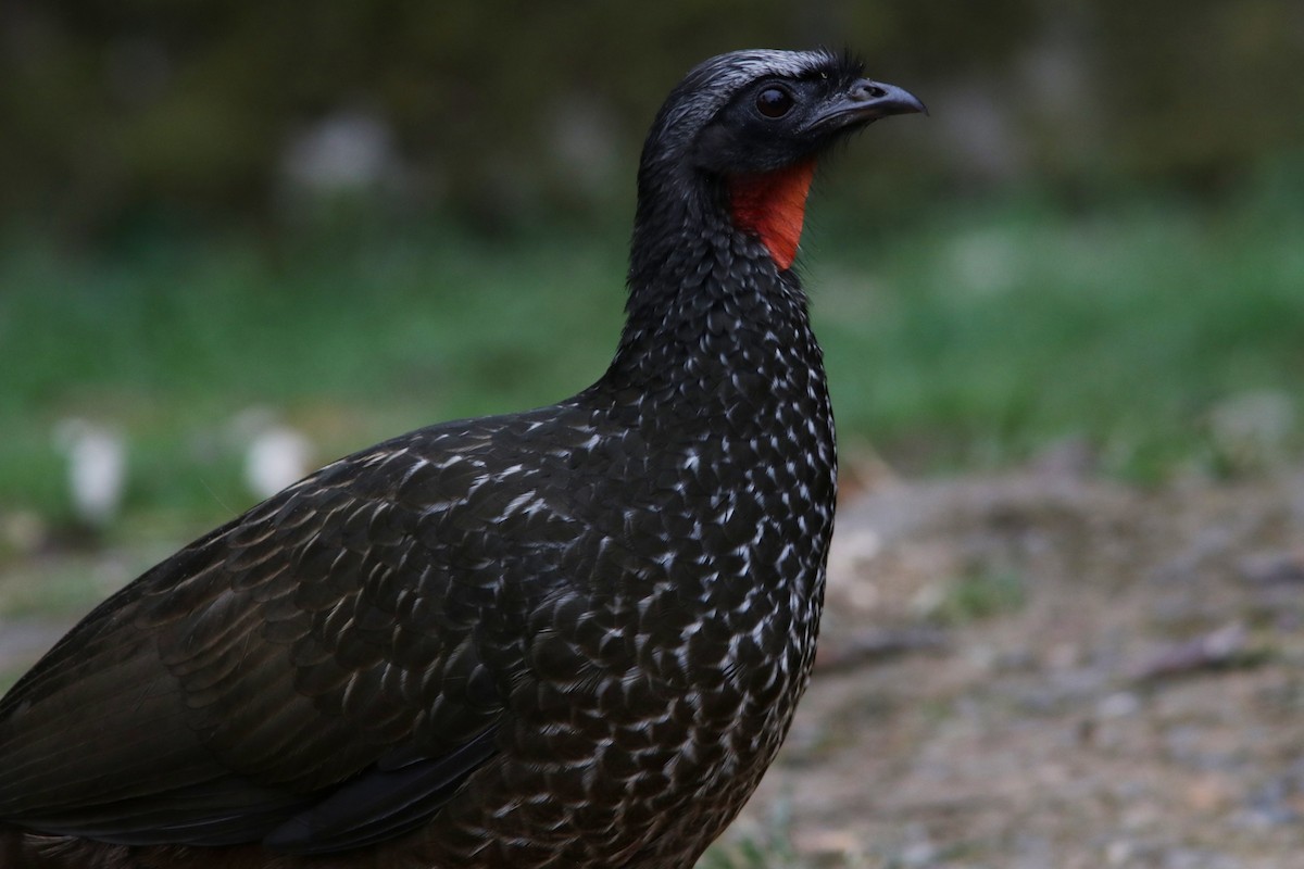 Dusky-legged Guan - ML616541955