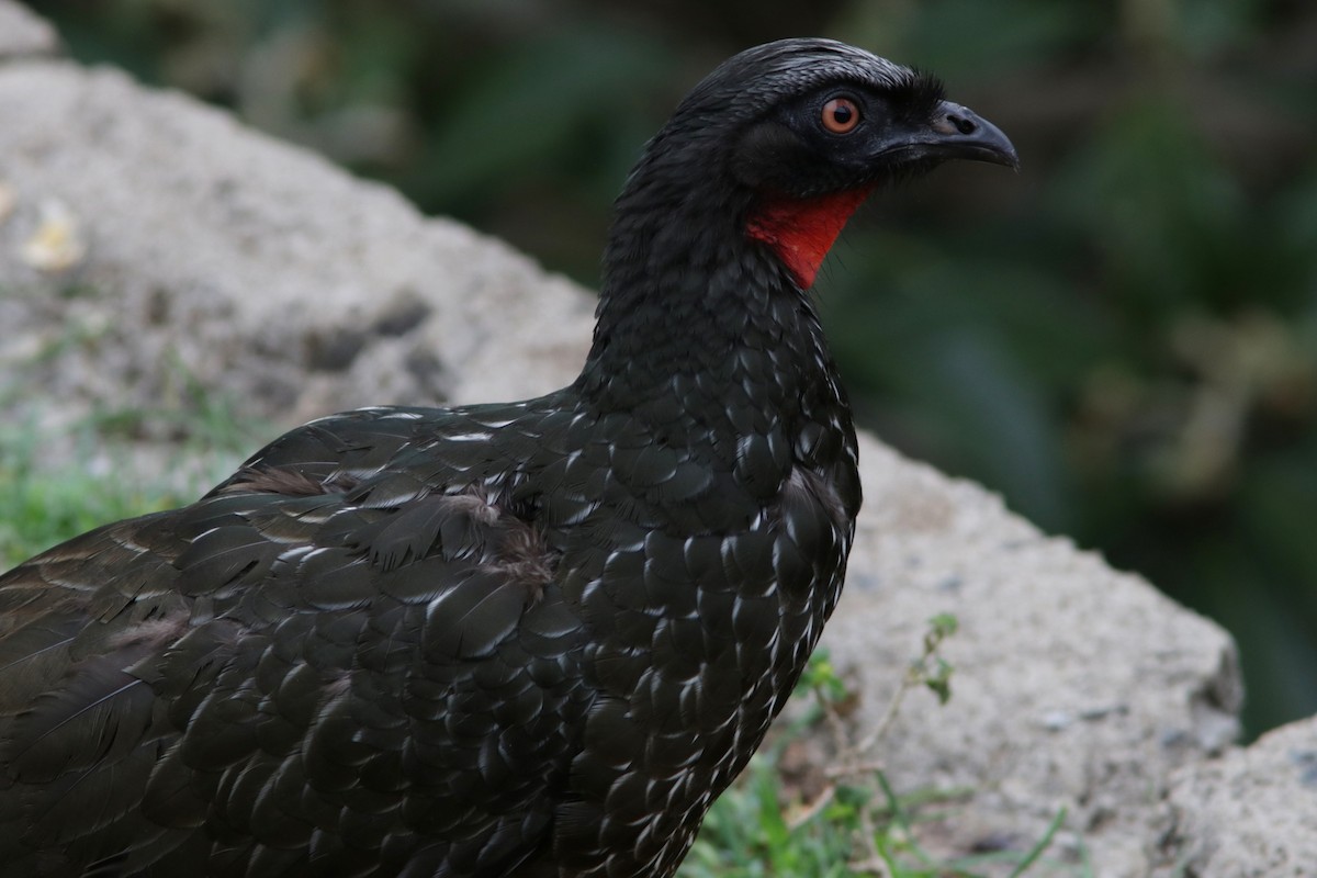 Dusky-legged Guan - ML616541956