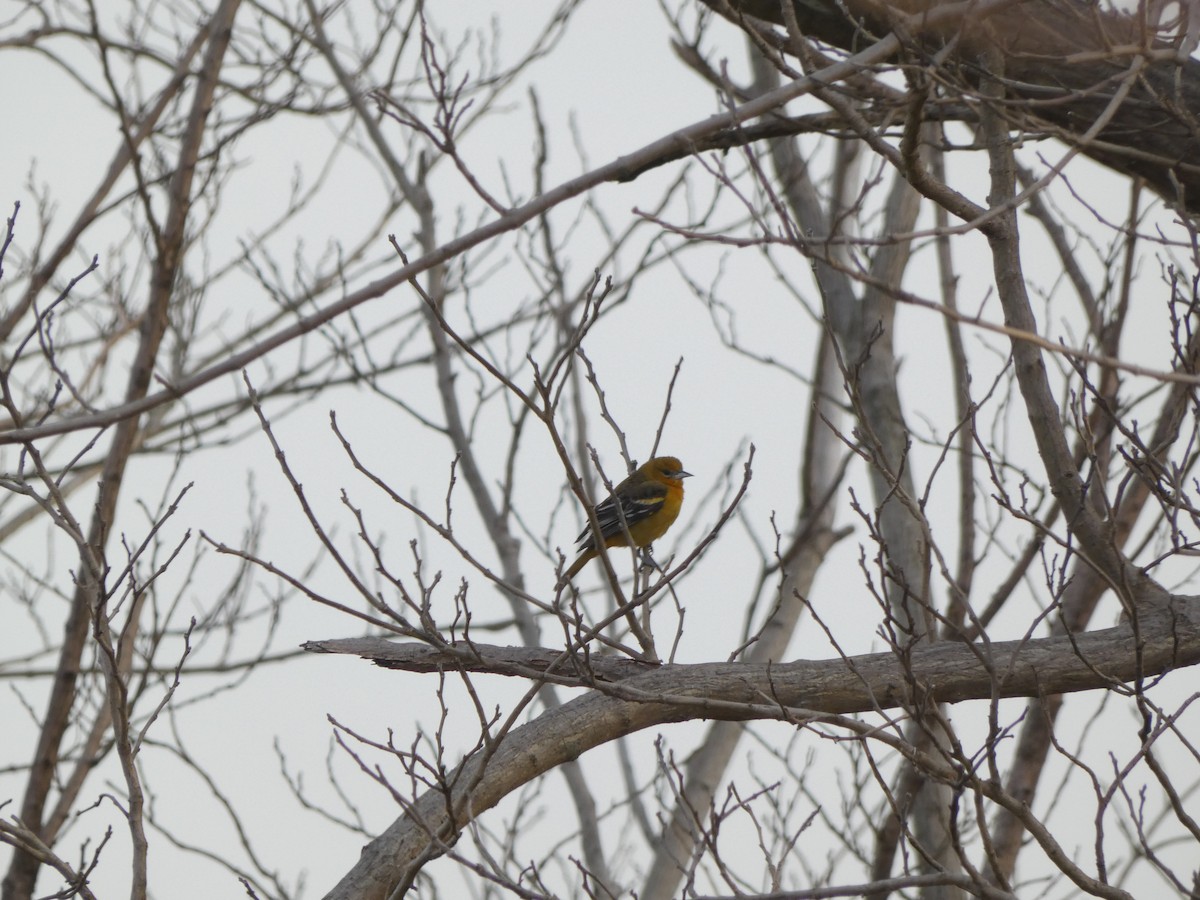 Oriole de Baltimore - ML616541969