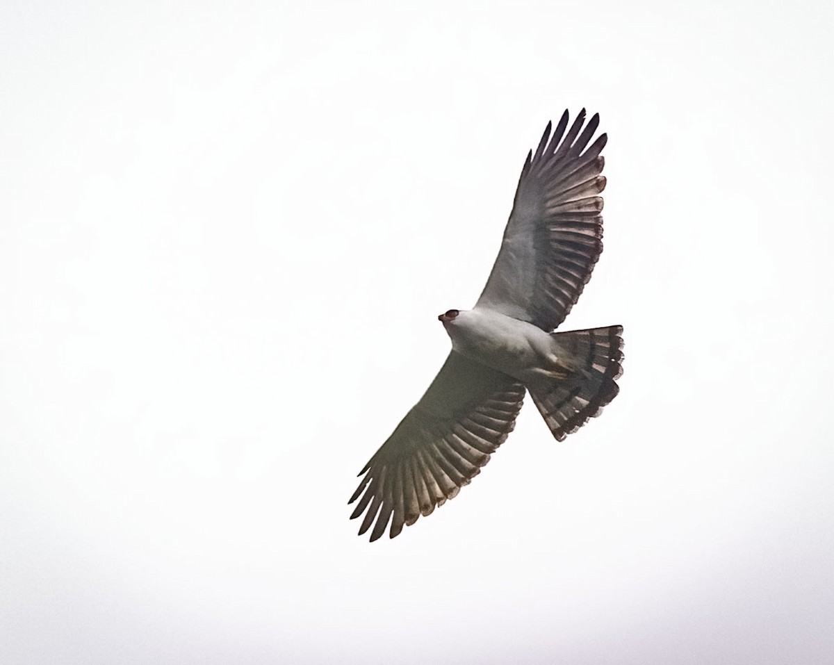 Black-and-white Hawk-Eagle - ML616542013