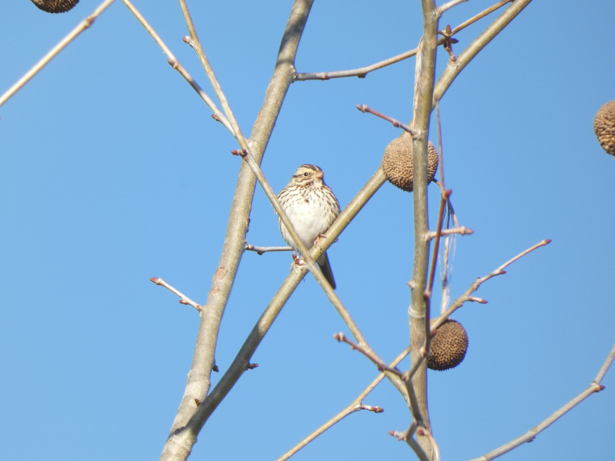 Savannah Sparrow - Chris Monahan