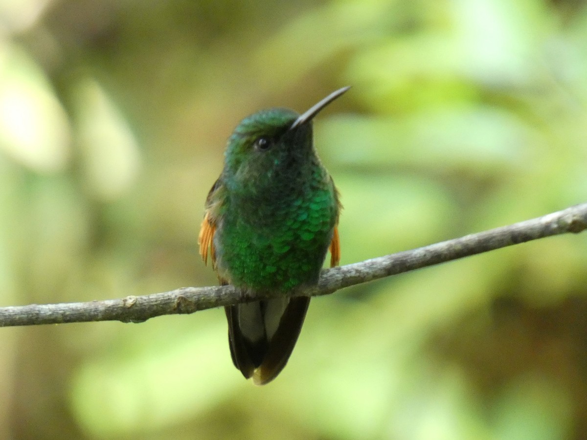 Stripe-tailed Hummingbird - Paul Suchanek