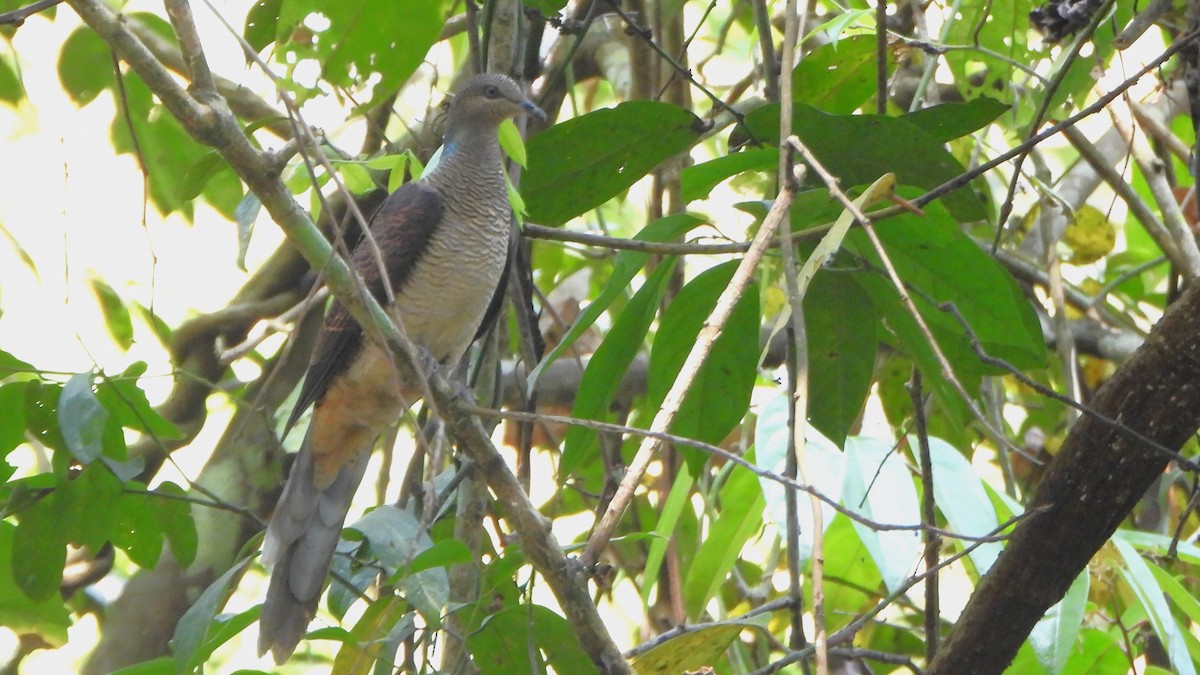 Barred Cuckoo-Dove - Girish Chhatpar