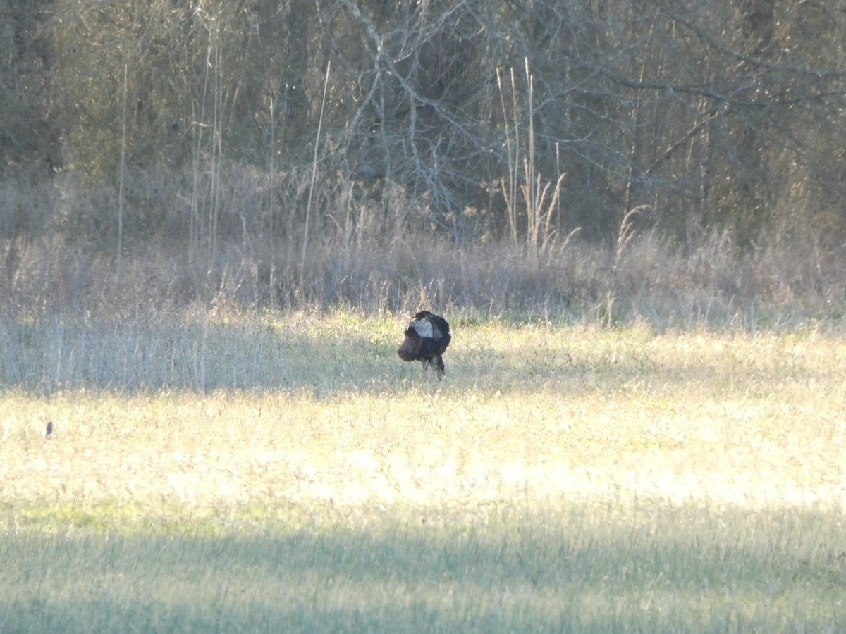 Wild Turkey - ML616542048