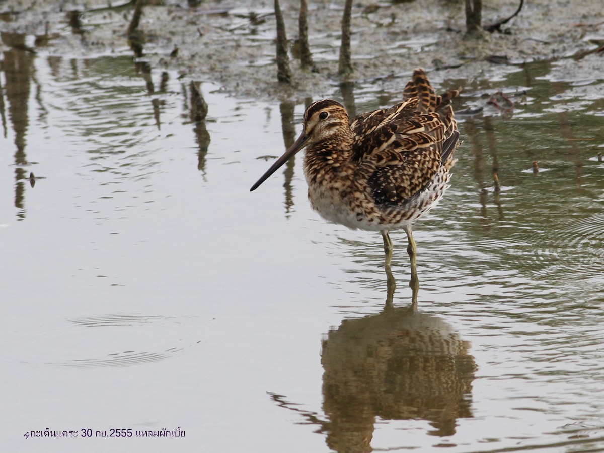 Pin-tailed Snipe - ML616542059