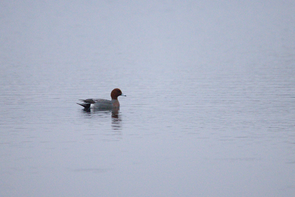 Eurasian Wigeon - Laurent Chevallier