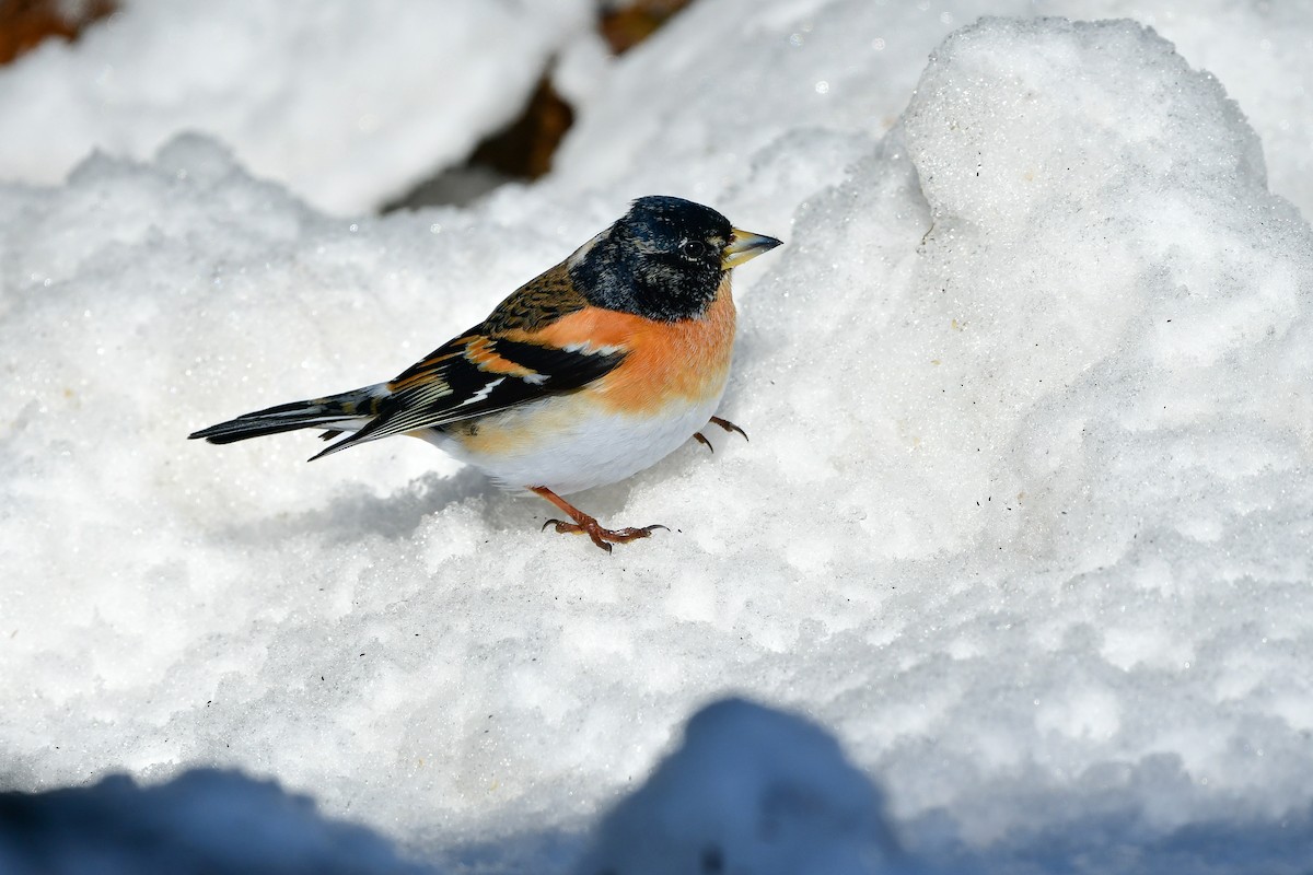 Brambling - ML616542158