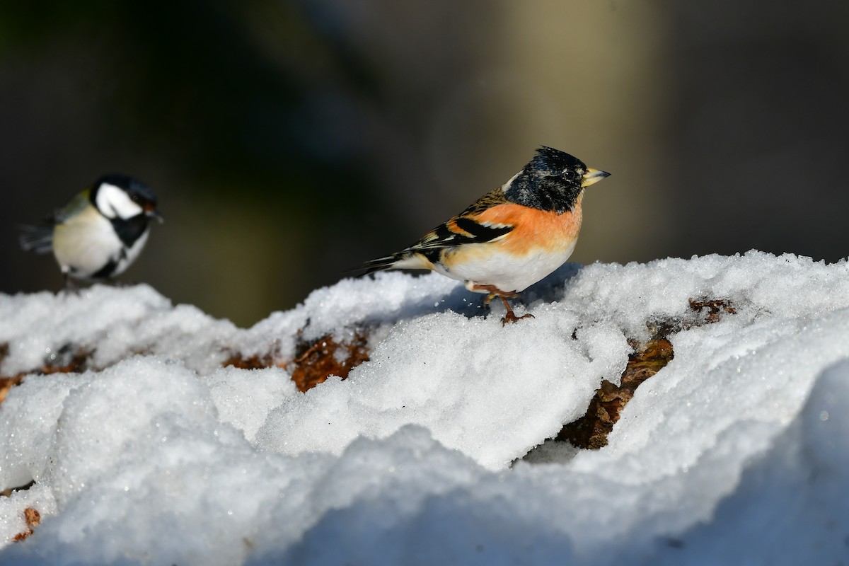 Brambling - ML616542162